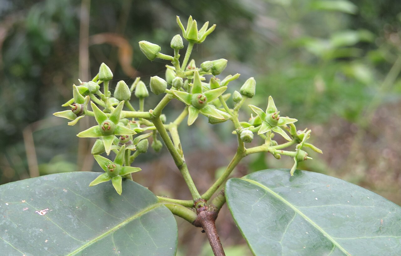 Loeseneriella bourdillonii: Loeseneriella bourdillonii