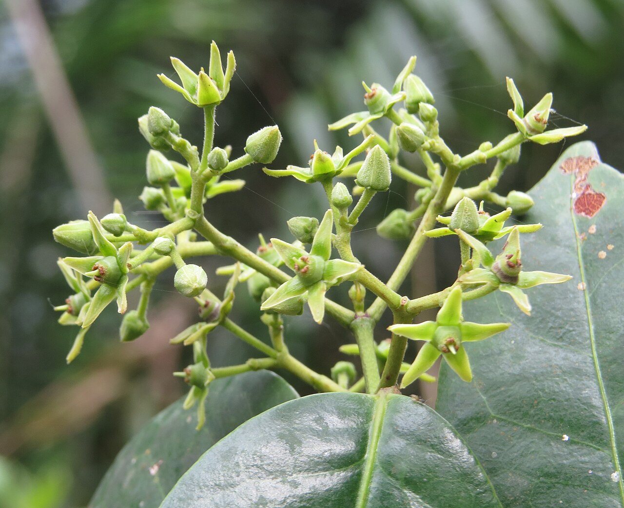 Loeseneriella bourdillonii: Loeseneriella bourdillonii