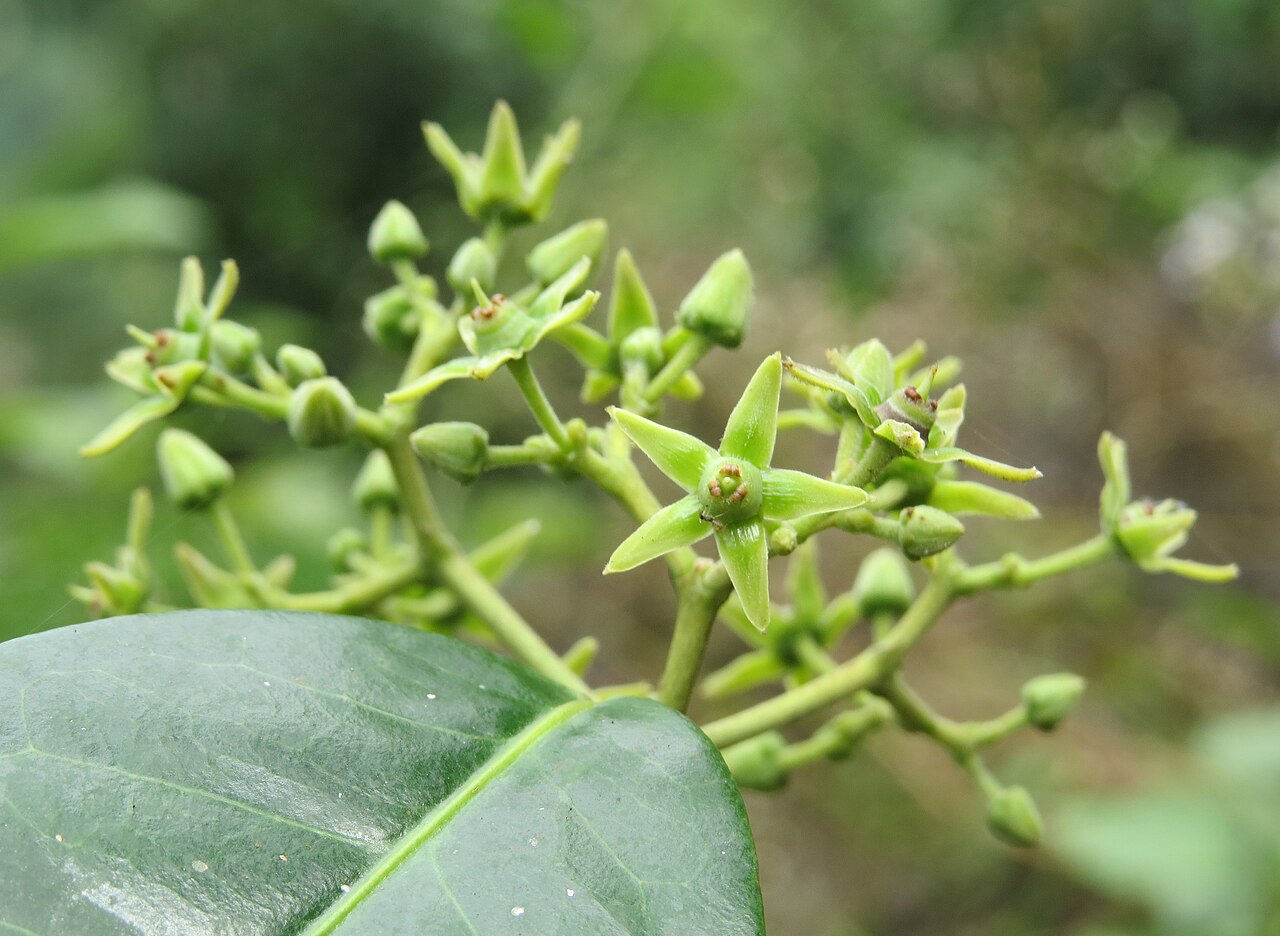 Loeseneriella bourdillonii: Loeseneriella bourdillonii