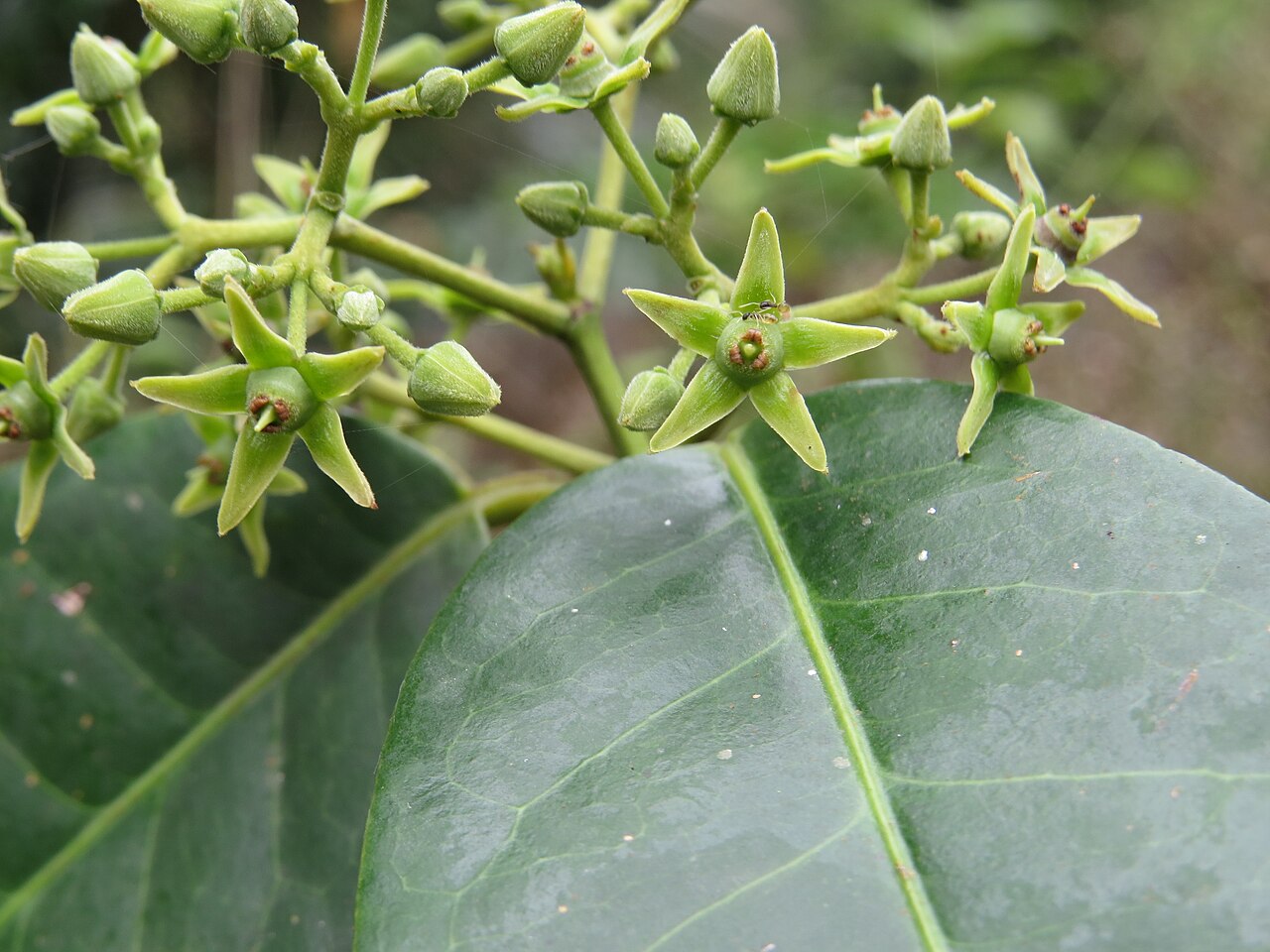 Loeseneriella bourdillonii: Loeseneriella bourdillonii