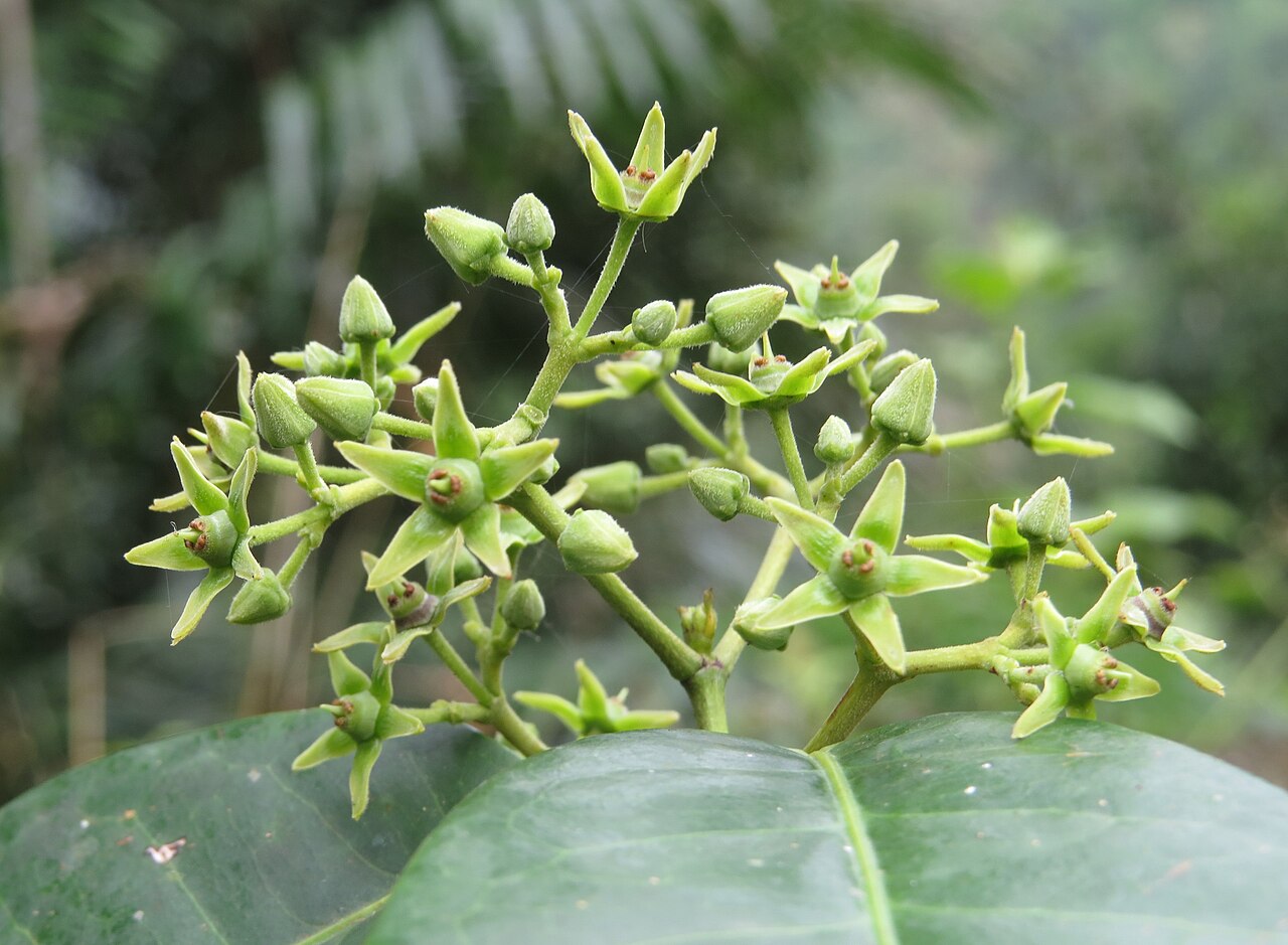 Loeseneriella bourdillonii: Loeseneriella bourdillonii