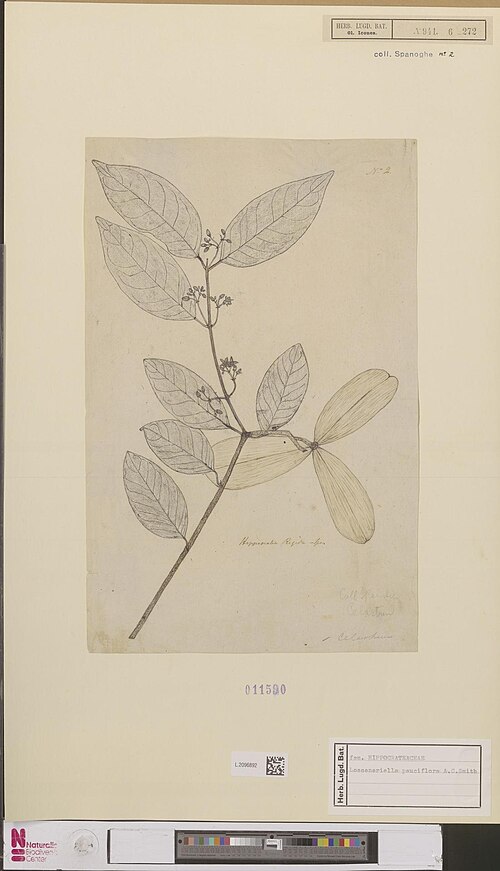 Loeseneriella pauciflora: Loeseneriella pauciflora Smith