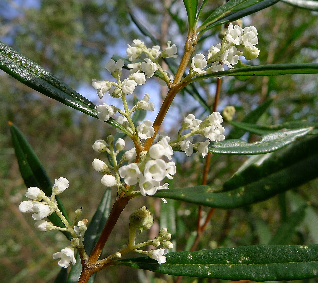 Logania albiflora: Logania albiflora flowers and leaves. Leaves are opposite and decussate where each pair of leaves is orthogonal to the next pair of leaves as you move up the st