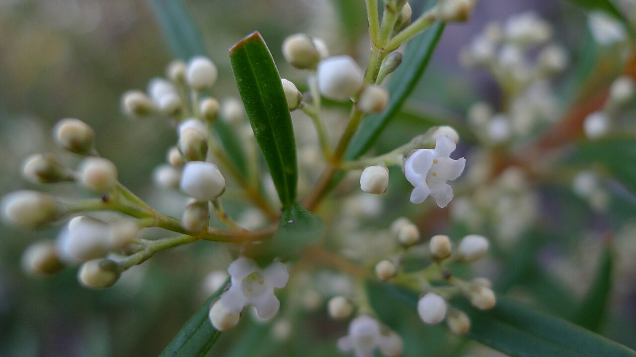 Logania albiflora: Sweet fragrant flowers of Logania albiflora . Heathcote National Park, NSW Australia, July 2011.