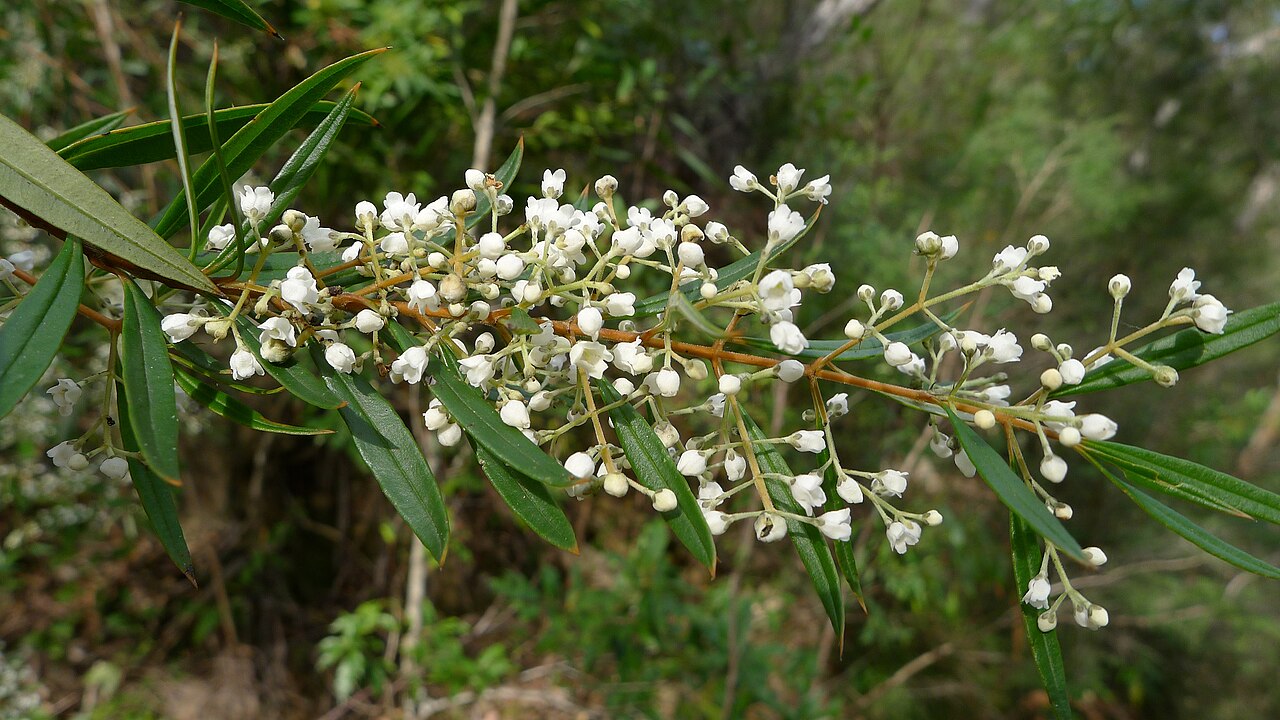 Logania albiflora: Logania albiflora with small fragrant white flowers. Heathcote National Park, NSW Australia, August 2013.