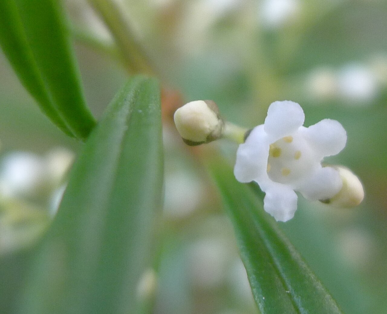 Logania albiflora: Logania albiflora. Heathcote National Park, NSW Australia, July 2011.