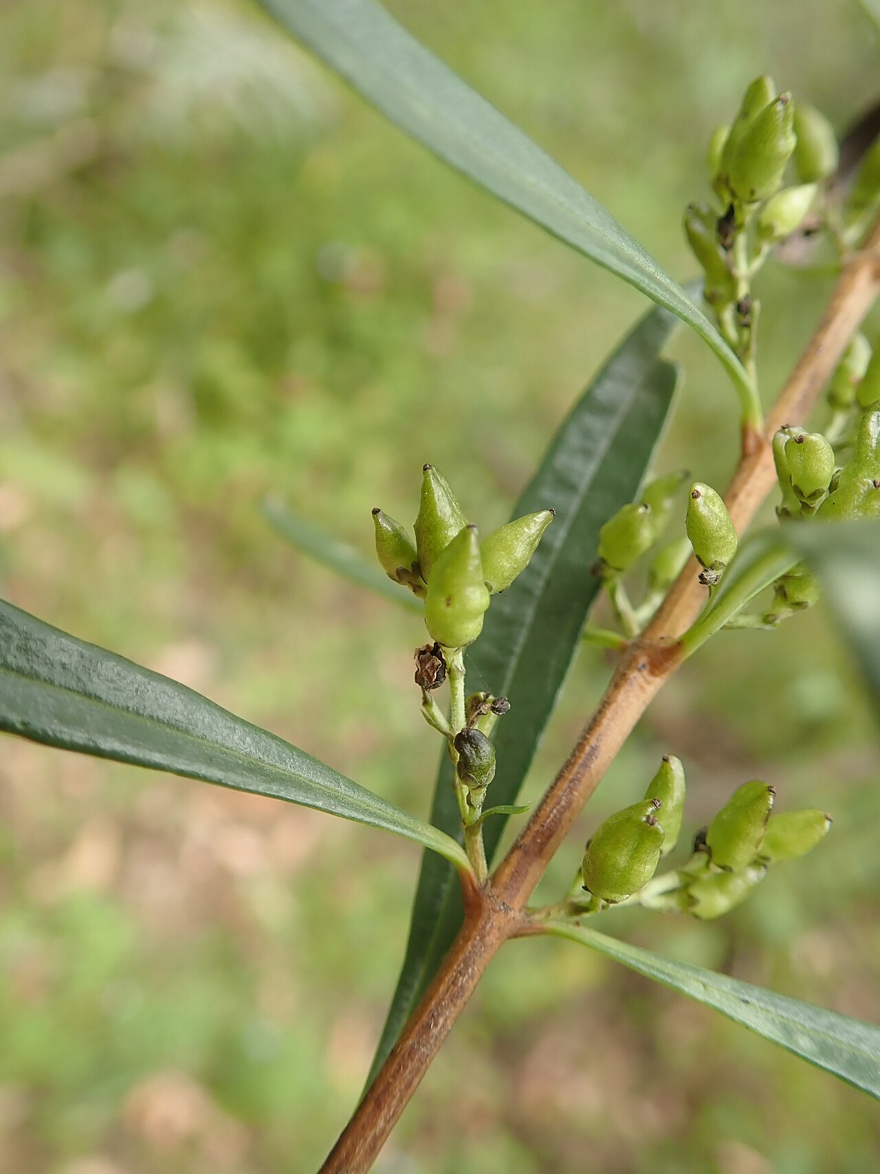 Logania albiflora: Logania albiflora - developing fruit. Mount Kaputar National Park.