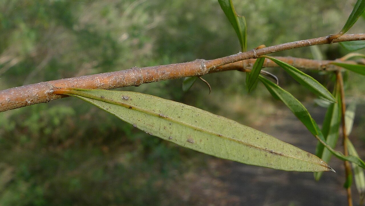 Logania albiflora: Logania albiflora underside of leaf. Heathcote National Park, NSW Australia, August 2013.