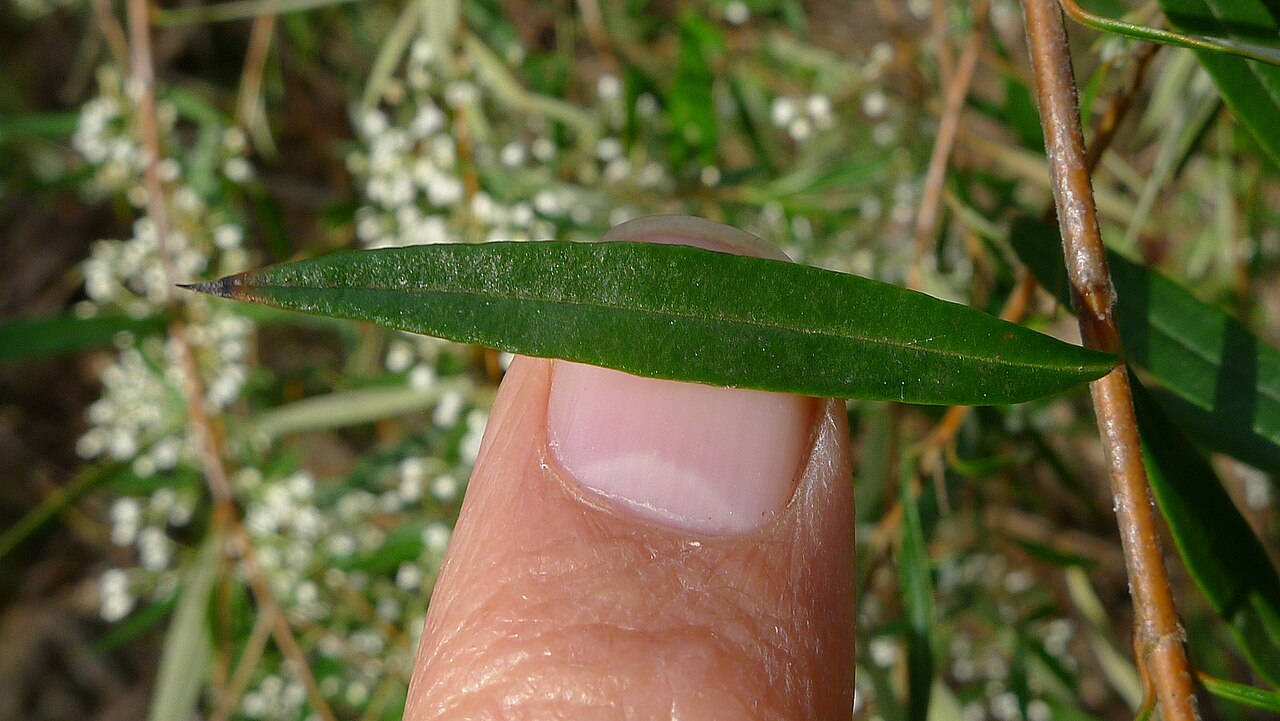 Logania albiflora: Logania albiflora leaf about 42 mm long. Heathcote National Park, NSW Australia, August 2013.