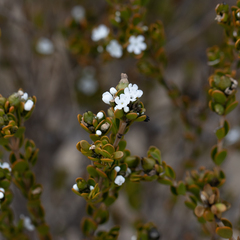 Logania buxifolia (Logania buxifolia)