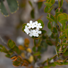 Logania buxifolia (Logania buxifolia)