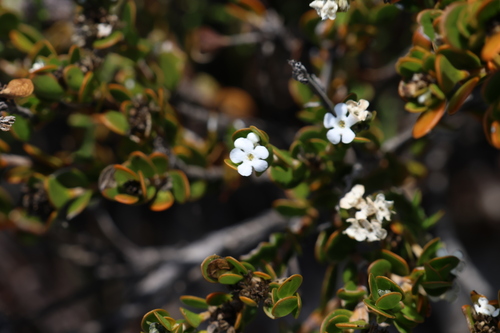 Logania buxifolia (Logania buxifolia)