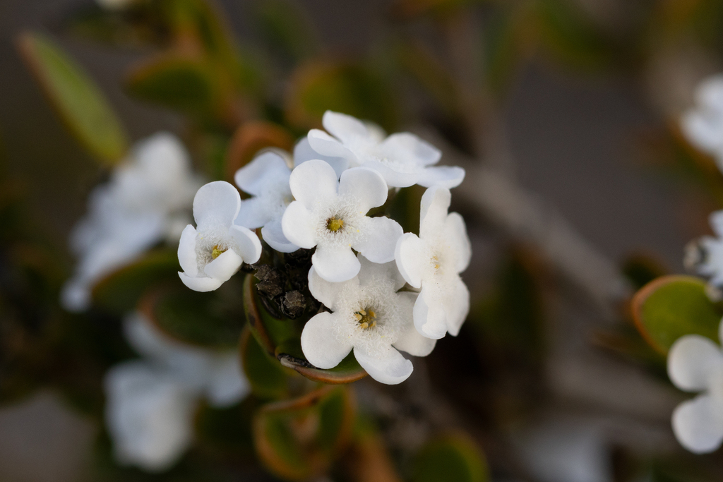 Logania buxifolia (Logania buxifolia)