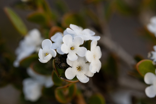 Logania buxifolia (Logania buxifolia)