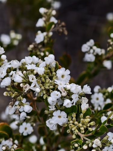 Logania buxifolia (Logania buxifolia)