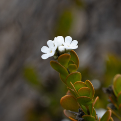 Logania buxifolia (Logania buxifolia)