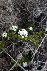 Logania buxifolia (Logania buxifolia)