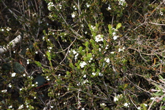 Logania buxifolia (Logania buxifolia)