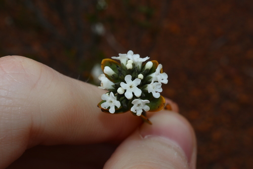 Logania buxifolia (Logania buxifolia)
