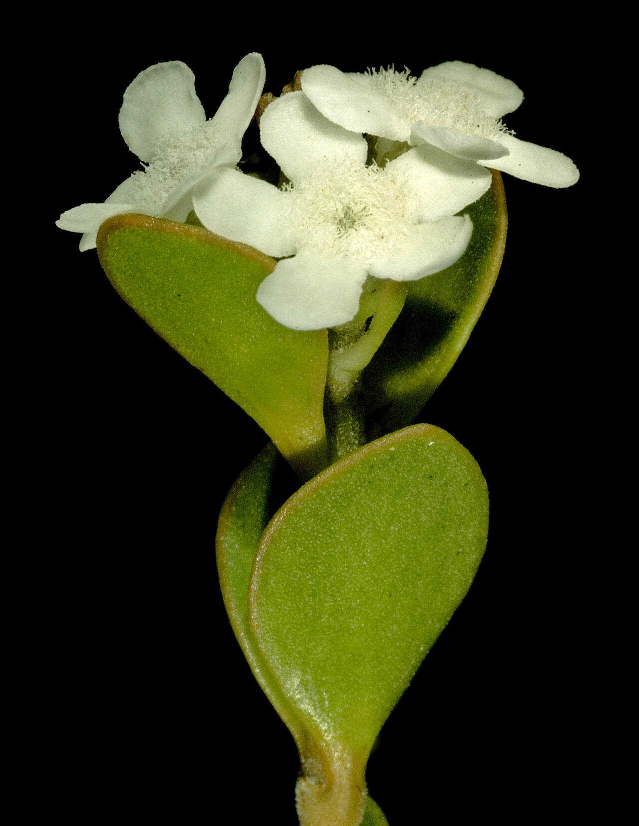Logania buxifolia: KRT3131