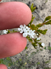 Logania buxifolia (Logania buxifolia)