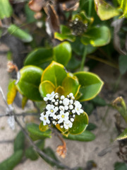 Logania crassifolia (Logania crassifolia)