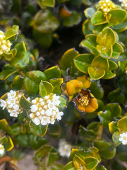 Logania crassifolia (Logania crassifolia)
