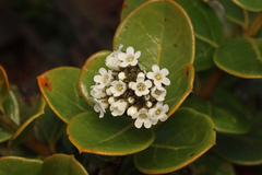 Logania crassifolia (Logania crassifolia)