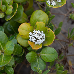 Logania crassifolia (Logania crassifolia)