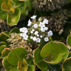 Logania crassifolia (Logania crassifolia)