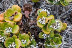 Logania crassifolia (Logania crassifolia)