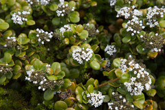 Logania crassifolia (Logania crassifolia)