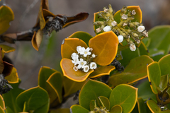 Logania crassifolia (Logania crassifolia)