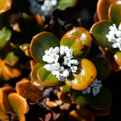Logania crassifolia (Logania crassifolia)