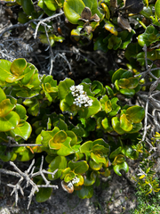 Logania crassifolia (Logania crassifolia)