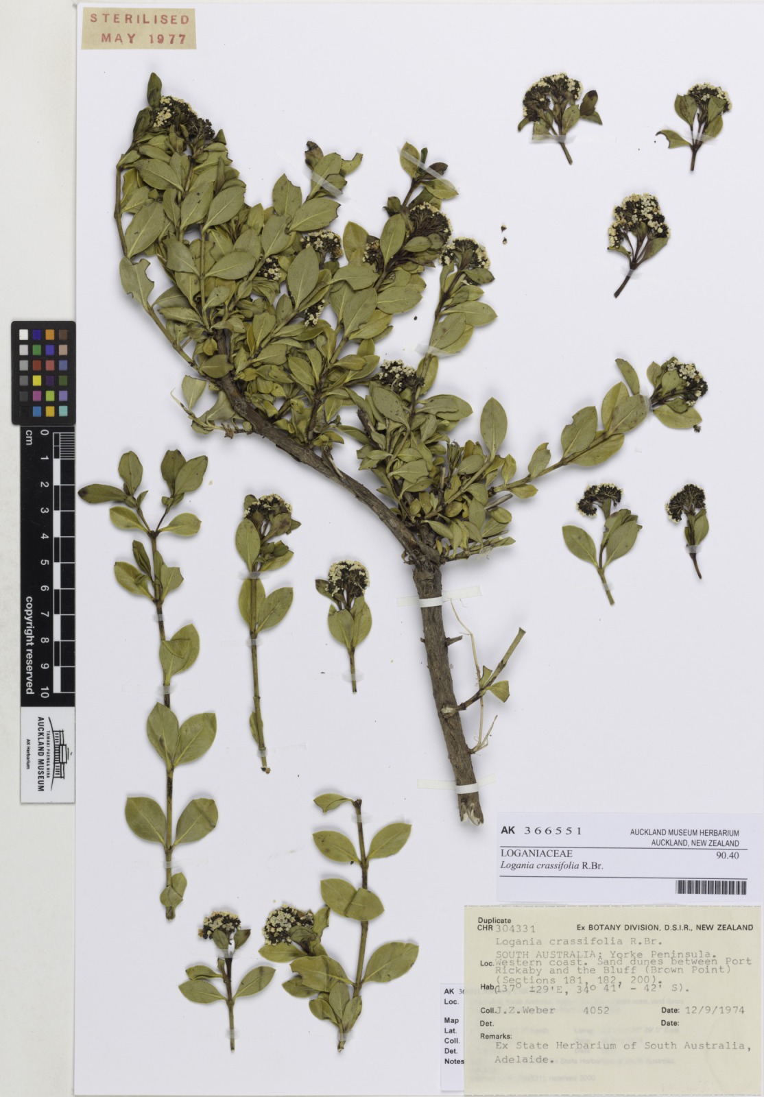 Logania crassifolia (Logania crassifolia)