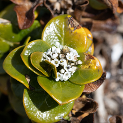 Logania crassifolia (Logania crassifolia)
