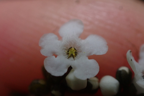 Logania fasciculata (Logania fasciculata)