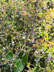 Logania insularis (Logania insularis)