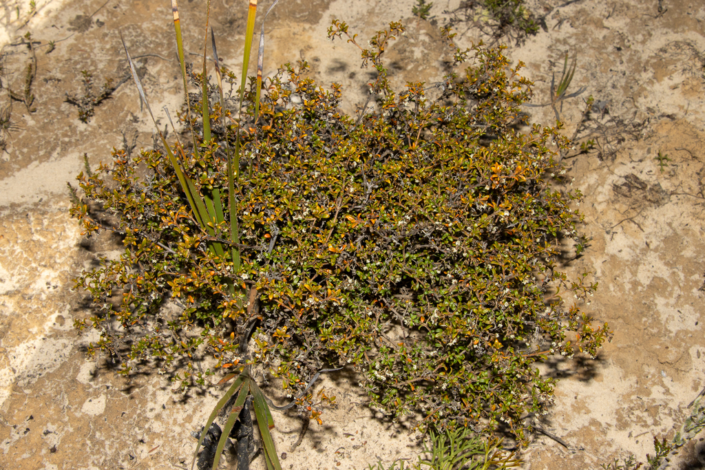 Logania insularis (Logania insularis)