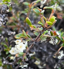 Logania insularis (Logania insularis)