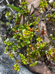 Logania insularis (Logania insularis)