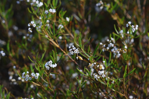 Logania linifolia (Logania linifolia)