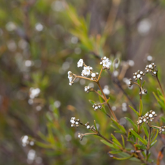 Logania linifolia (Logania linifolia)