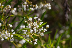 Logania linifolia (Logania linifolia)