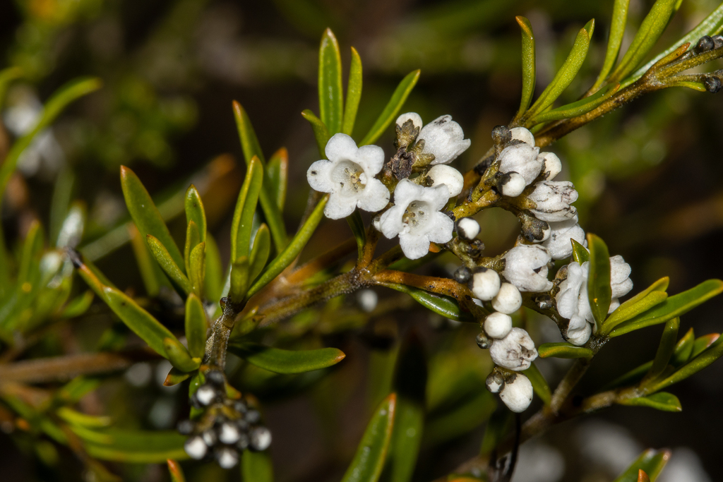Logania linifolia (Logania linifolia)