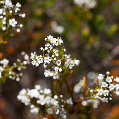 Logania linifolia (Logania linifolia)