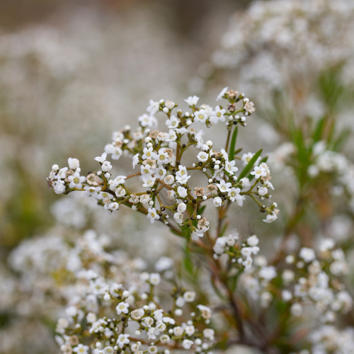 Logania linifolia (Logania linifolia)