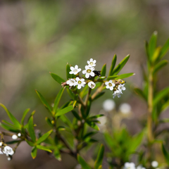 Logania linifolia (Logania linifolia)