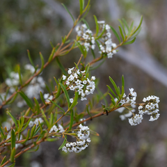 Logania linifolia (Logania linifolia)